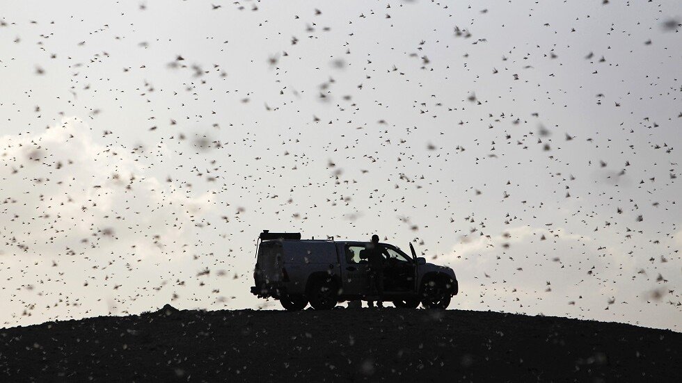 الصومال تتعرض لأسوأ غزو للجراد منذ ربع قرن