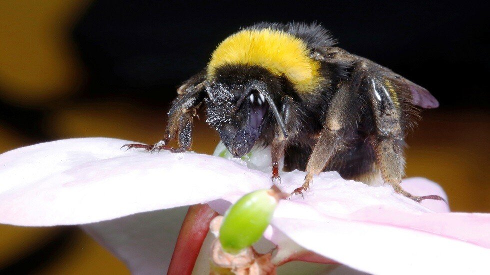 النحل يقتل مسنا في البرازيل أثناء تشييع جنازة ابنه الوحيد