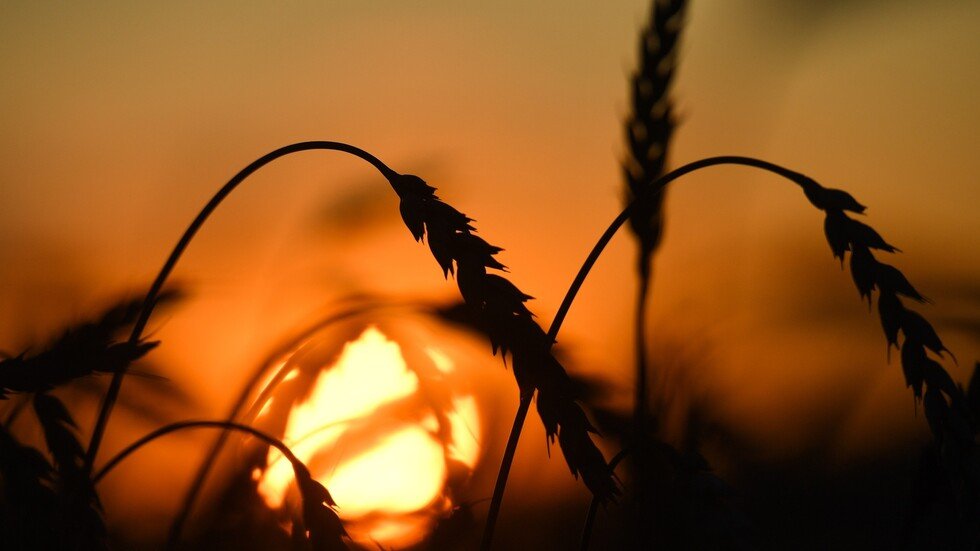 بوتين يكشف عن حجم محصول الحبوب الروسي لـ 2019