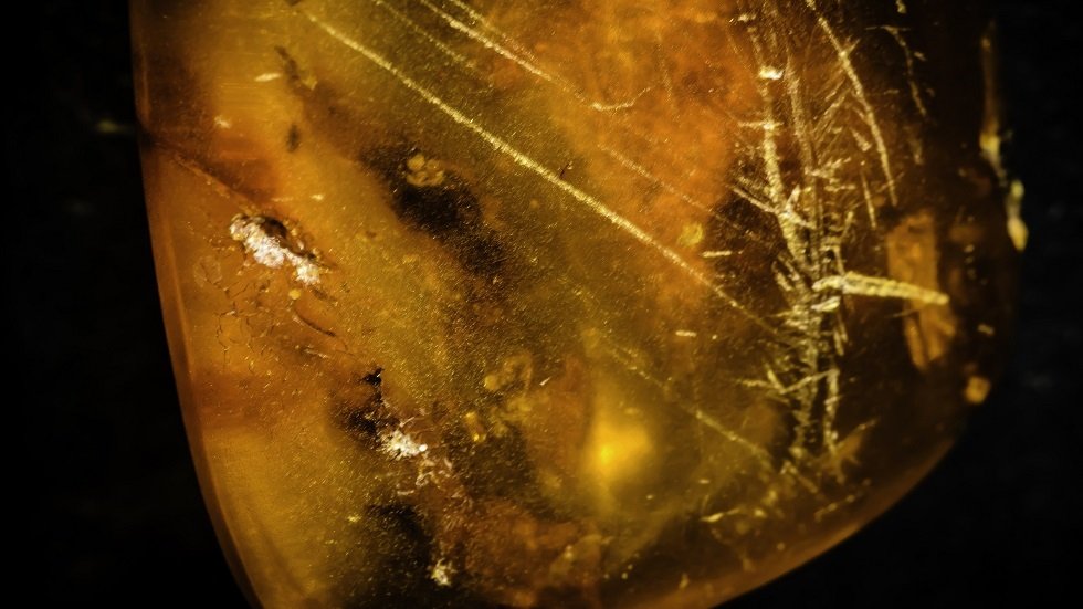 اكتشاف حشرات تغذت على دماء الديناصورات محفوظة منذ 100 مليون عام