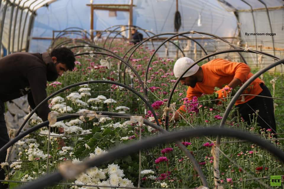 افتتاح موسم قطف الورود في قطاع غزة بمناسبة رأس السنة (صور)