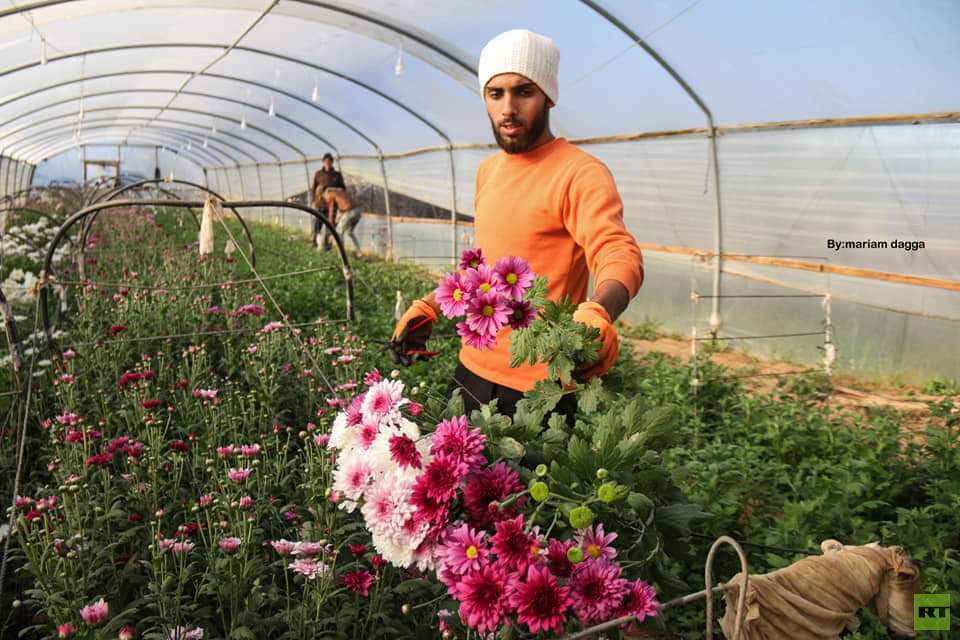 افتتاح موسم قطف الورود في قطاع غزة بمناسبة رأس السنة (صور)