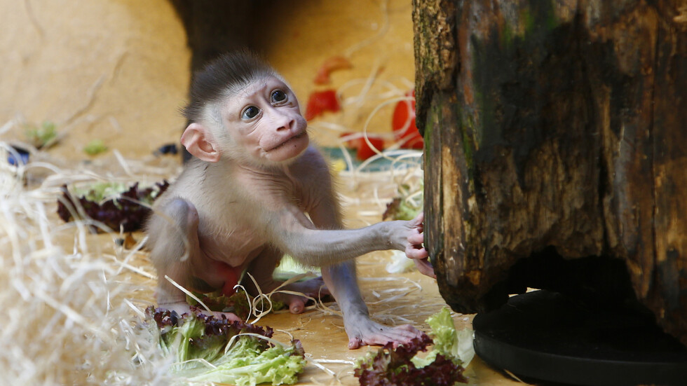 مأساة في حديقة حيوانات بألمانيا ليلة رأس السنة!