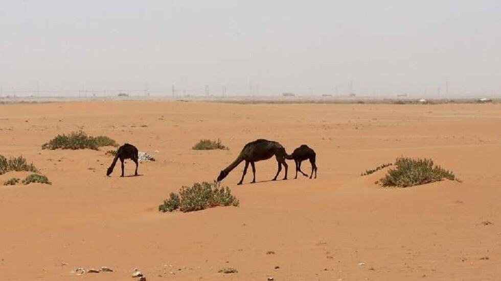 السلطات الأسترالية تعتزم قتل آلاف الإبل بسبب شح المياه