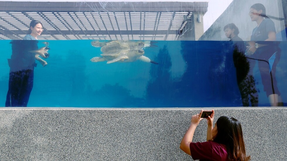 زعنفة صناعية تعيد الأمل لـ "جودي" (صور + فيديو)