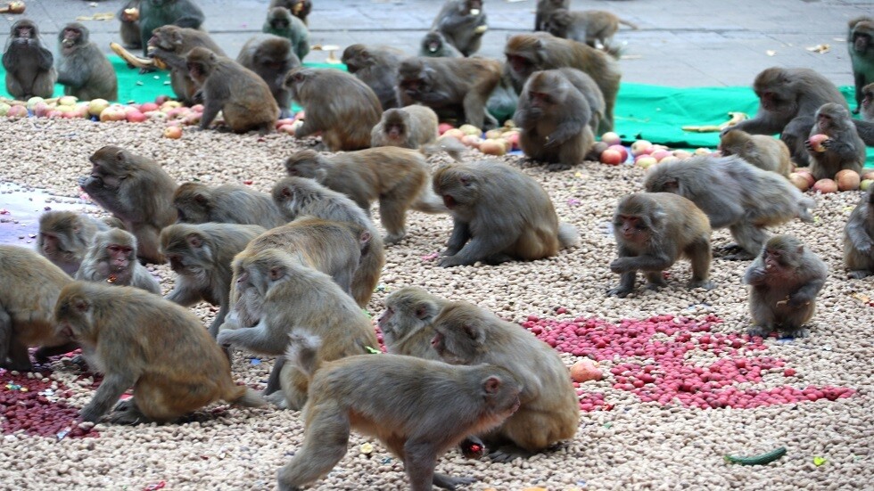 جحافل القردة تطرد سكان قرية من منازلهم