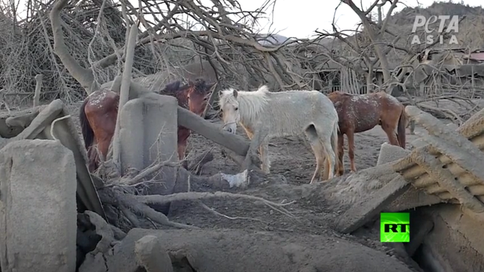 إنقاذ حيوانات عالقة بالقرب من بركان 