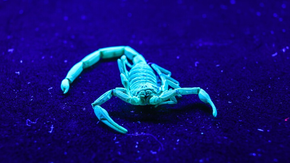 اكتشاف مثير حول بقايا عقرب من عصور ما قبل التاريخ