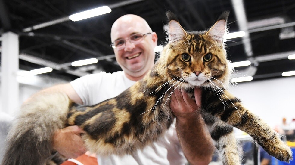 العثور على قط عملاق في الولايات المتحدة (صور)