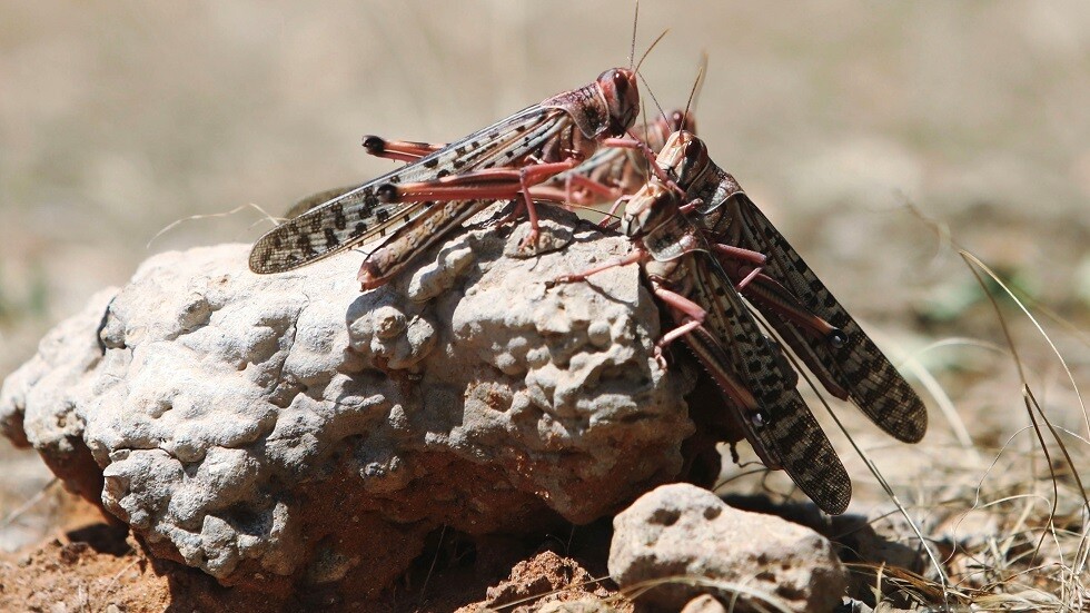 السعودية.. 30 فرقة ميدانية تكافح الجراد