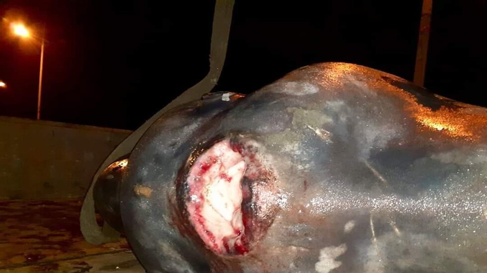 غزة.. اصطياد سمكة "الشمس" العملاقة (صور)