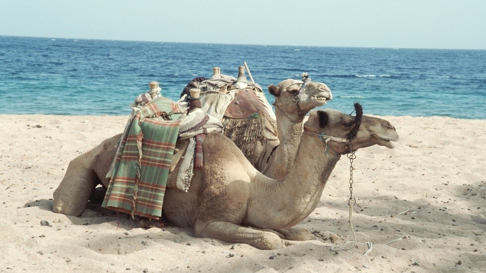 اكتشاف قنبلة مناخية في البحر الأحمر