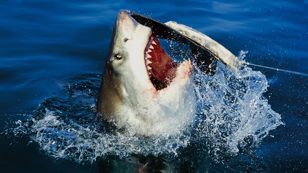 أسماك القرش تنهش جثة لاعب كرة قدم في أستراليا