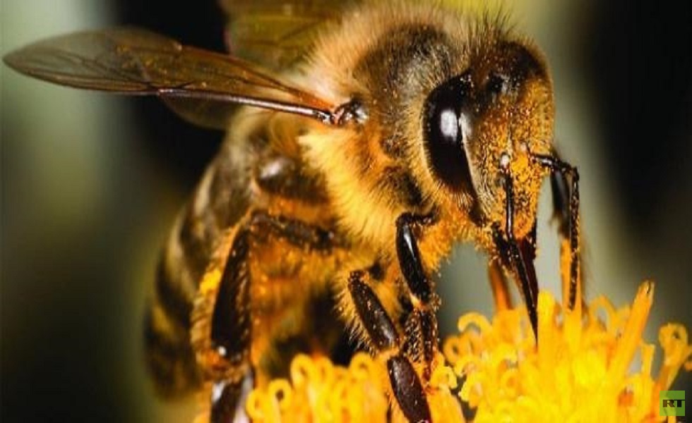 العسل في زمن الحرب.. سلالات هجينة على عرش ملكة النحل السورية 