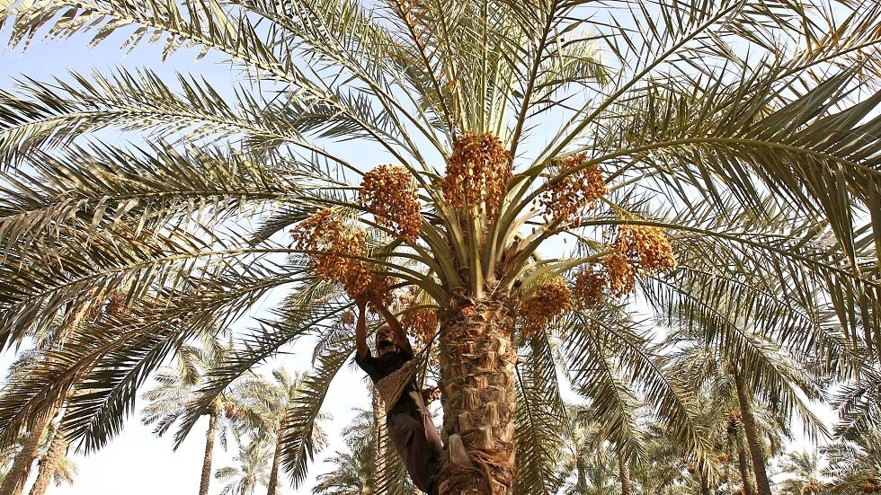 العراق: أستراليا في انتظار تمورنا