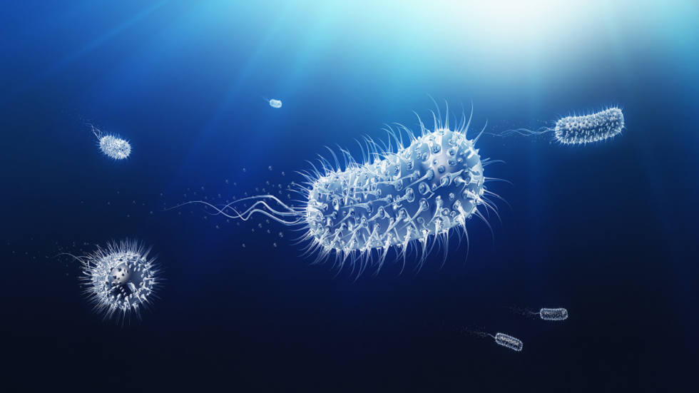 الفيروسات الأكثر فتكا على وجه الأرض!