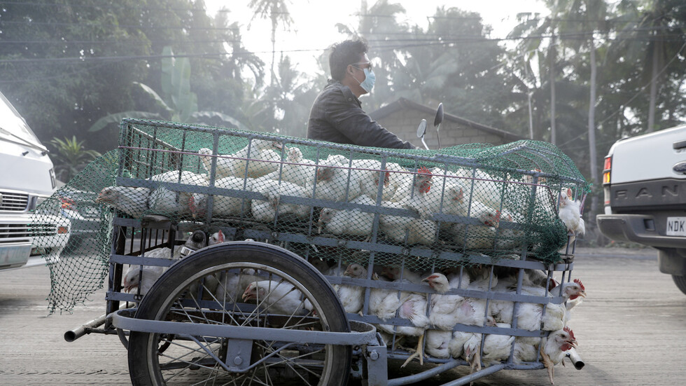 سلالتان إحداهما شديدة العدوى.. ظهور إنفلونزا الطيور في السعودية وفيتنام