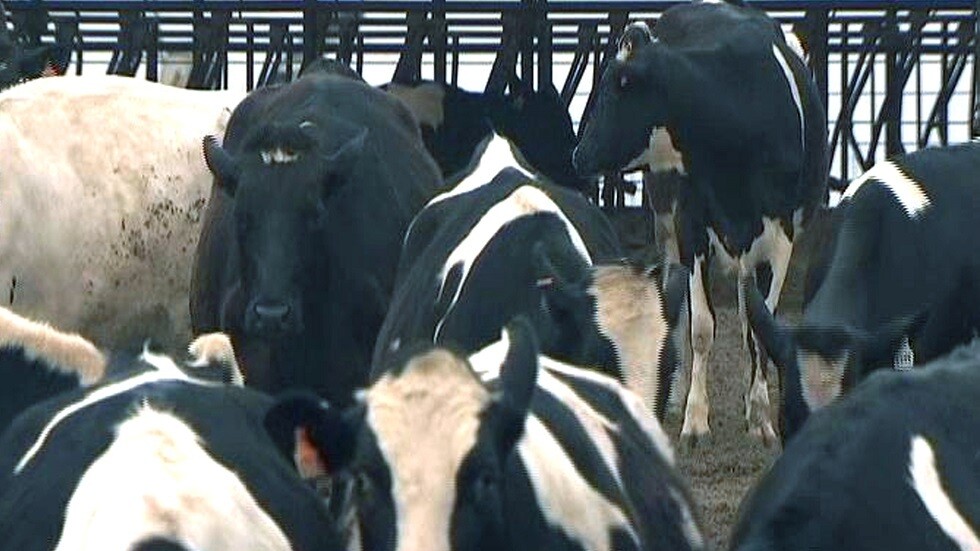 سويسرا تعلن عن أول إصابة بـ"جنون البقر"