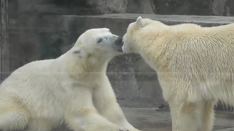 "قبلة فرنسية" بين زوج من الدببة القطبية يثير تساؤلات!