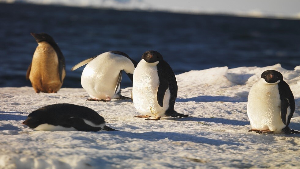 تأثير ارتفاع درجات الحرارة في القارة القطبية الجنوبية