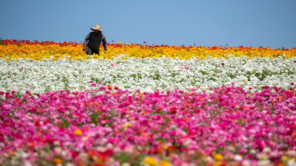تركيا تصدر زهورا بنحو 7 ملايين دولار