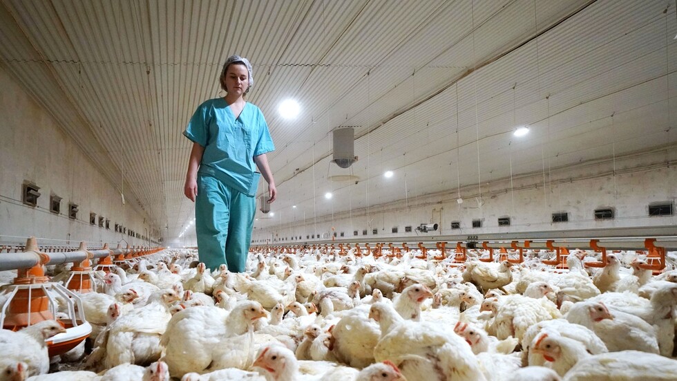 روسيا تحظر استيراد الدواجن من الرياض