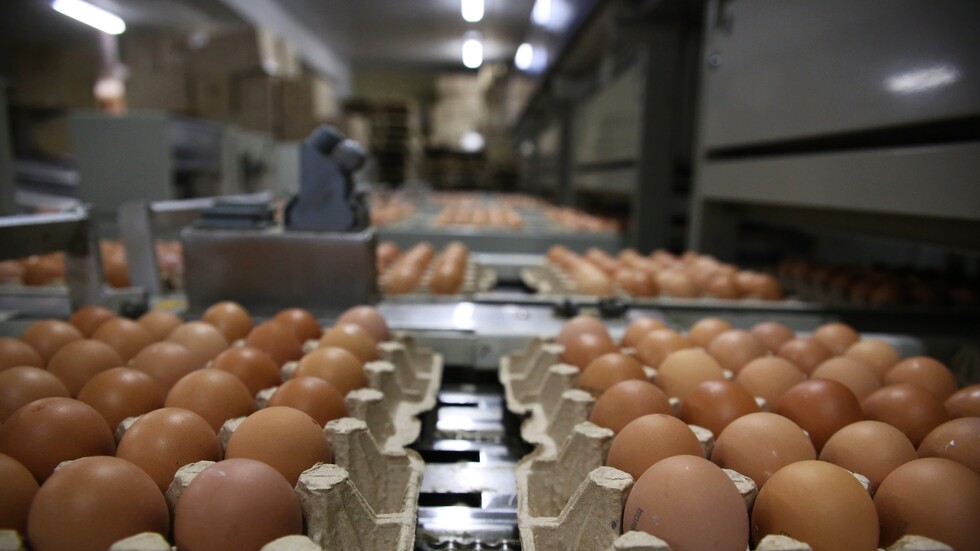 البيض التركي يغزو سوريا والعراق والكويت