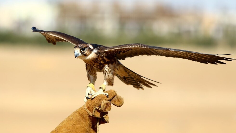 للمرة السادسة وبـ1000 صقر.. انطلاق مهرجان الصقور في السعودية