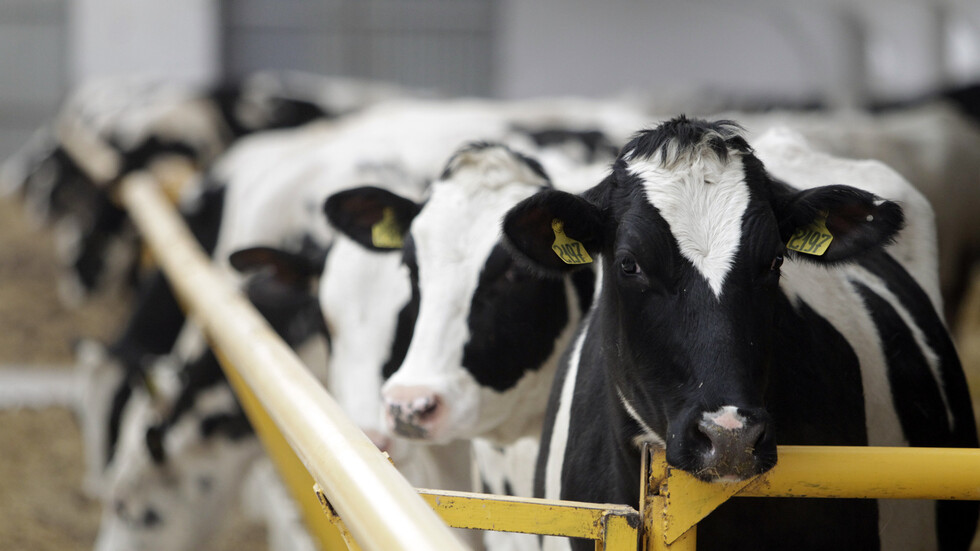  أول شحنة لحوم روسية في طريقها إلى البرازيل