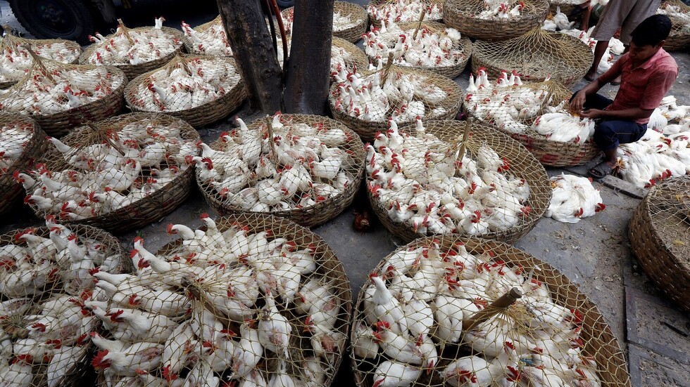 الكويت تحظر استيراد الدواجن من السعودية بسبب إنفلونزا الطيور