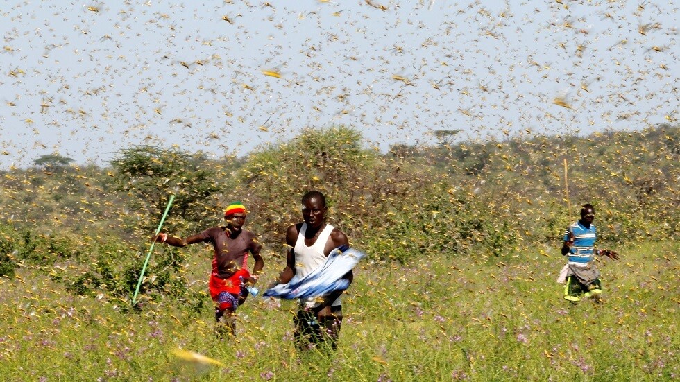 أسراب الجراد تزحف على جنوب السودان