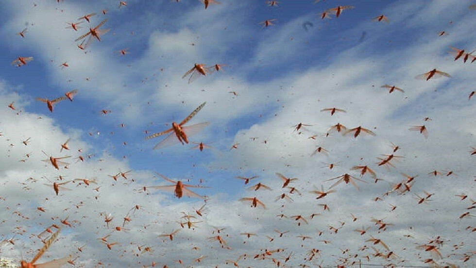 السعودية.. 43 فرقة لمكافحة الجراد في المنطقة الشرقية (فيديو)