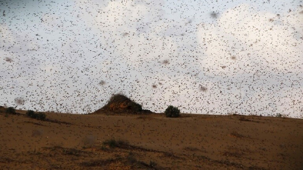 الأردن.. الزراعة تدعو لتدخل دولي ضد الجراد