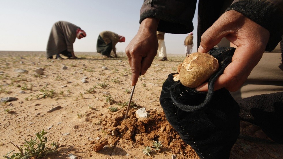 كيلو "الفقع" أو "الكمأة" الكويتي يباع في الإمارات بسعر خروف