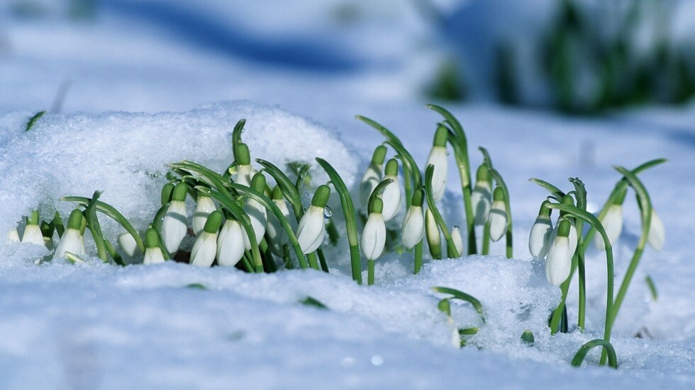 موسكو تستقبل الربيع مبكرا هذا العام