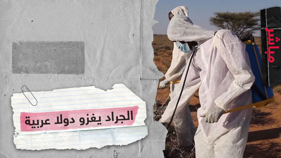 أسوأ هجوم للجراد منذ عشرات السنين يطال دولا عربية