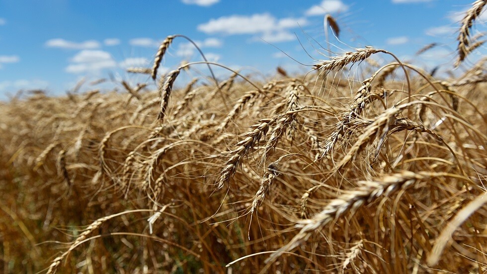 تونس تطرح مناقصة لاستيراد 125 ألف طن من قمح الطحين