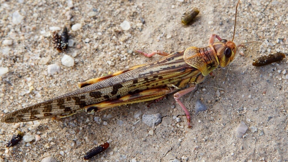 حالة "تأهب قصوى" لصد أسراب الجراد الصحراوي في أبوظبي