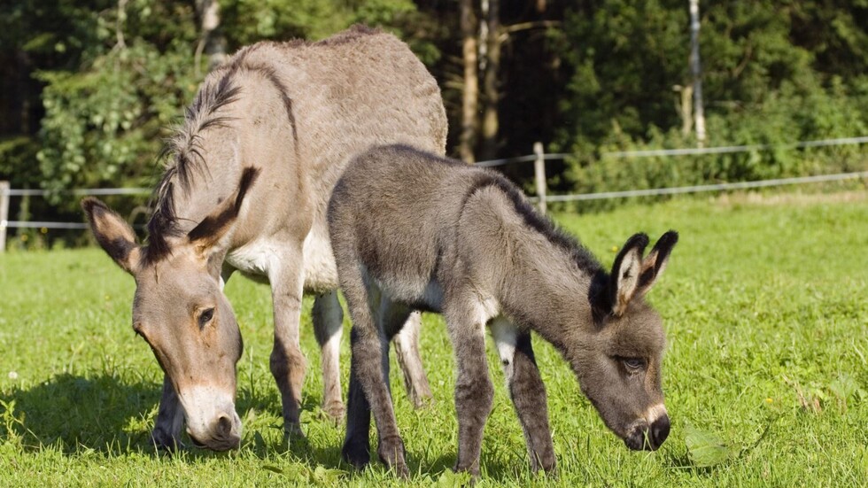 كينيا تدافع عن حمير إفريقيا