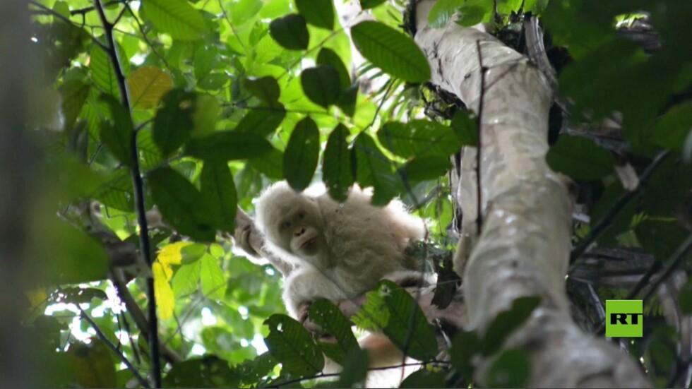 تعرفوا على قردة الأورانغوتان الوحيدة المصابة بالبهاق!