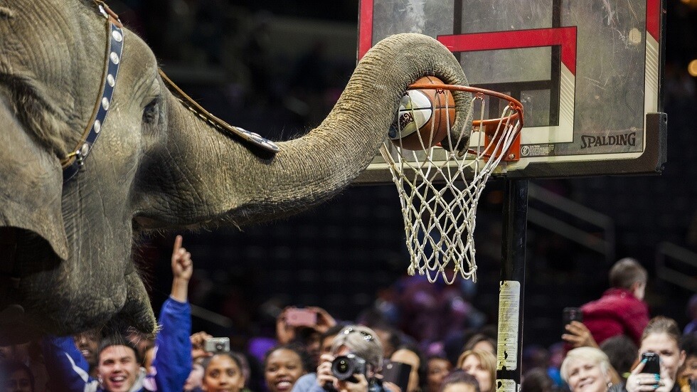 شاهد.. فيديو "سينمائي" طريف أبطاله لاعب وفيلان