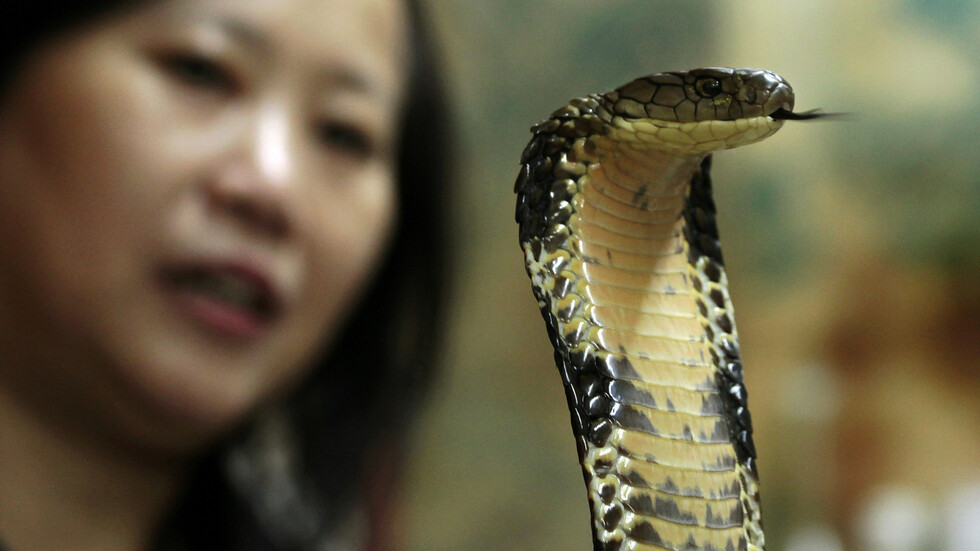 علاقة الفيروس التاجي الجديد بالكوبرا الصينية!