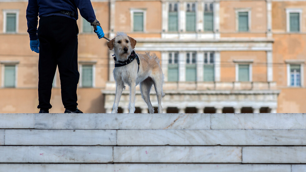 بريطانيا.. تجارب حثيثة لإدخال الكلاب في المعركة ضد كورونا
