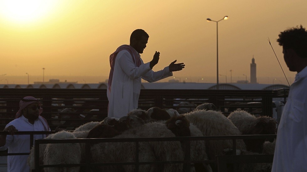 السعودية.. ذئب يقتحم مزرعة ويفترس 16 رأسا من الأغنام - فيديو