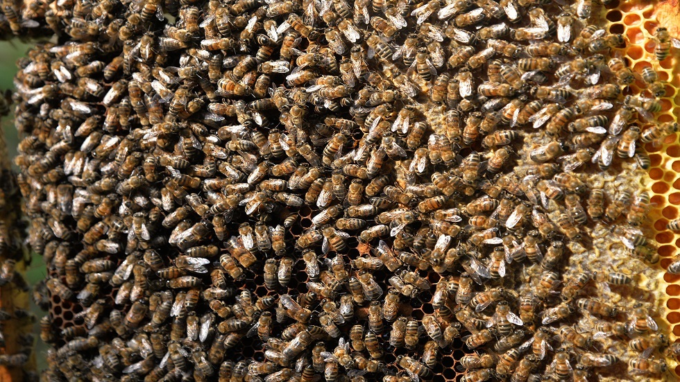 النحل ينتج 45 كيلوغراما من العسل داخل  وحدة سكنية أمريكية