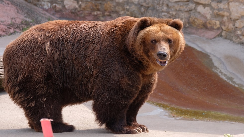 الدببة في حديقة حيوان موسكو تنهض من سباتها