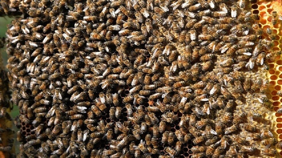 هل تصل خلية النحل سالمة إلى المريخ؟