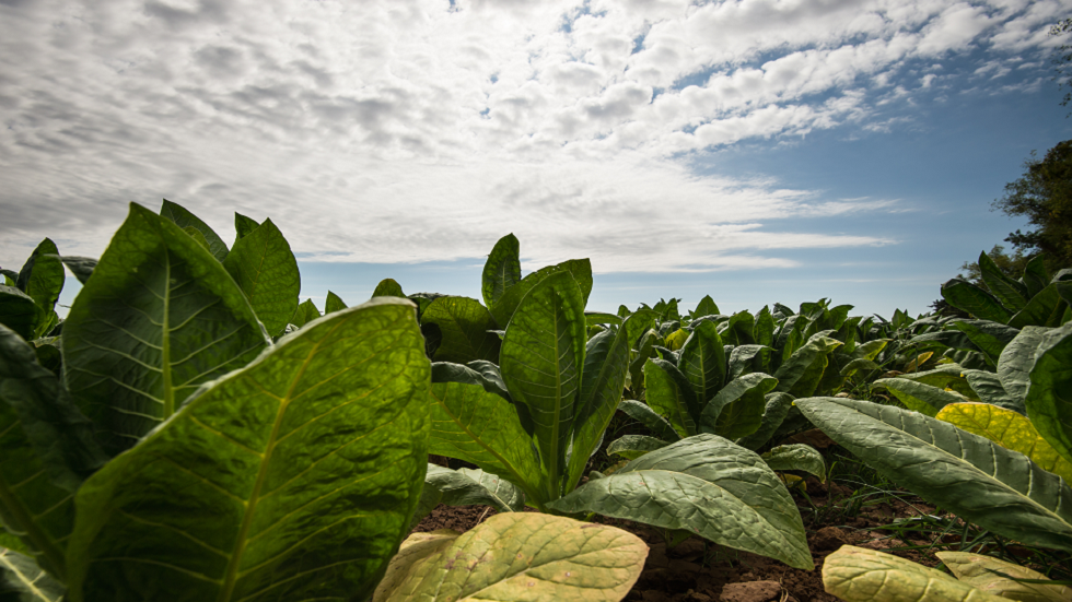 عملاق في صناعة التبغ يزعم تطوير لقاح لفيروس كورونا قد يكون جاهزا في يونيو