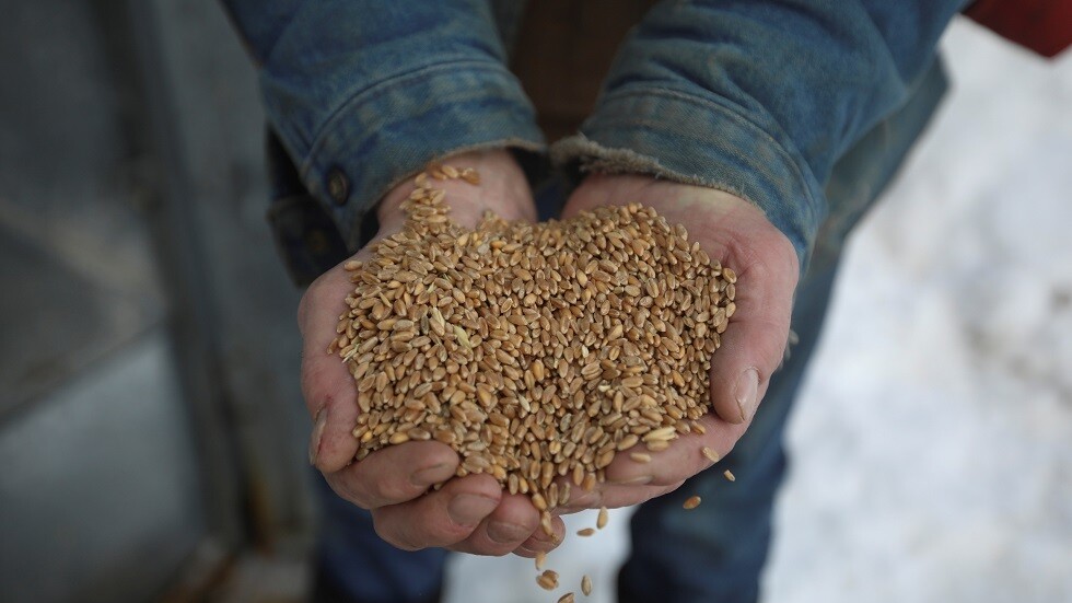 الأردن يشتري 120 ألف طن من القمح