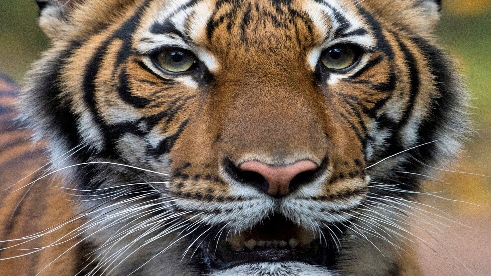 كورونا يتحدى الأسود في نيويورك